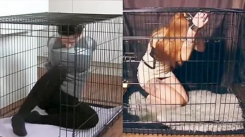 Dog-cage Drama